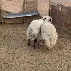 جذعات ضحايا