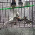 3 اجواز زيبرا جامبو