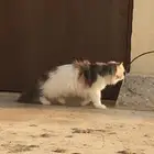 قطه ضايعه في المجمعه