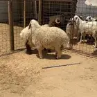 خرفان ورخال ضحايا