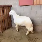 تم البيع - تم البيع