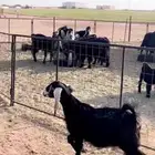 عنز مع بنتها فاخره وعرض فاخر ونادر تم البيع