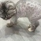 قطه مفقوده حي دمج لها شهرين تقريبا