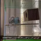 طيور