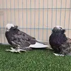 بخارا طبات حامل لمون