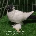 كلرهد اناثي منتجات الموقع الاحساء