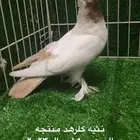 كلرهد اناثي منتجات الموقع الاحساء