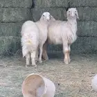 تم البيع   تم البيع