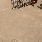 للبيع غنم هولنديه معزا عدد 9 بالفحل