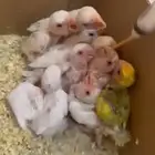 للبيع رواز فراخ