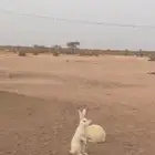ارانب