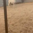 شاه عيسيه دافع