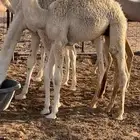 حاشي لباني