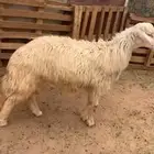 خروف فحل للبيع