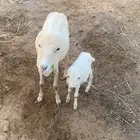 نعجة بلدي منتوج برخل