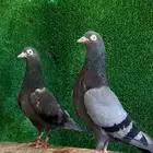 جوز تيدي كالو تم البيع