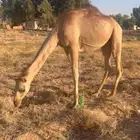 بكره ذلول