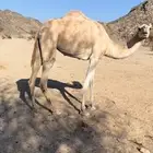 نياق حيل