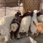 خرفان نعيم العدد 10 عمارها خمس شهور ضهورها طيبه واطرافها طيب
