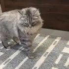 قطط مفقوده