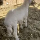 طلي حري 4 شهور تم البيع