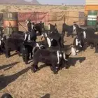 تيوس للبيع