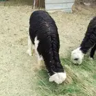 مشروع فحل