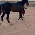 حصاني شعبي للبيع