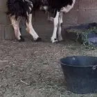 للبيع شاه هجين حري بنجدي جرمة زين