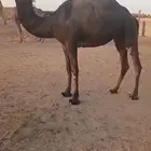 حقه للبيع مزاين