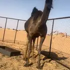 لقحه ثنو