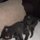 قطط تبني
