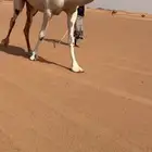 لقحه بكر جذعه