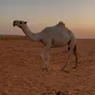 للبيع شقحاء طيبه