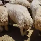 ذبايح نعيم وهجين للمناسبات وغيره جمله