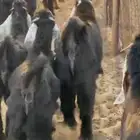 تيوس عوارض