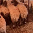 خرفان ورخال نعيم العمر 5 و6 شهور