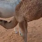 حاشي عمره 6 اشهر للبيع