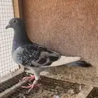 زاجل سباق