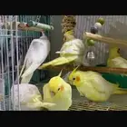متوفر كروانات اليفه