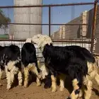 طليان نجد