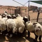خرفان نعيم طيبه