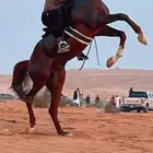 حصان جزيري بيور   معنقي ..