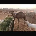 قعود عمره خمس اشهر سمين