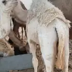 حشو للبيع
