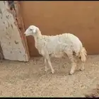 رخال فل شحم ع الشرط