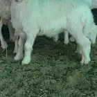 خروف حري 3 شهور وعليها