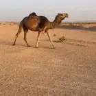 لقحة حمراء شمالية