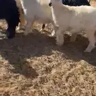 رخال حري ونجد
