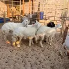 خرفان ورخال سته شهور وطالع